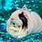 Avatar Piggy Princess