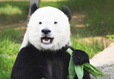 Avatar Panda